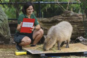 Penguins, capybaras, lemurs and more being weighed at zoo