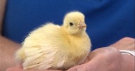 Baby peacock visits the WAND studio from Scovill Zoo