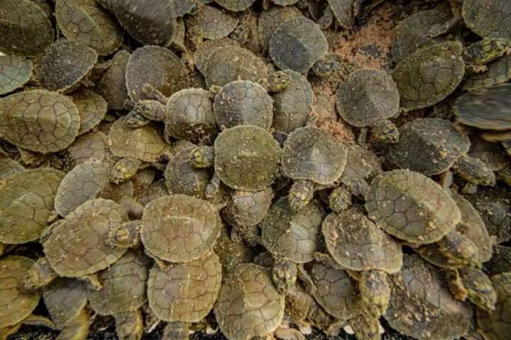 Un banco de arena en el Amazonas se transforma en un mar viviente de tortugas gigantes de río