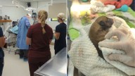 West Virginia Vet Team Celebrates A Rare And Joyful Event