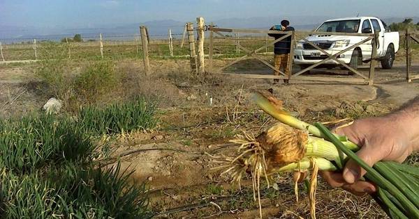 Fiscalizan más de mil hectáreas de cultivos de semillas en el Valle de Tulum