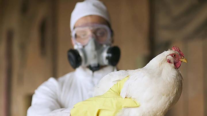 Argentina suspendió la exportación de productos avícolas tras un brote de gripe aviar