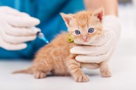 Panleucopenia felina, enfermedad grave que afecta a los gatos
