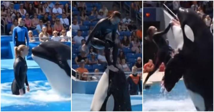Was Orca Trainer Jessica Radcliffe Really Attacked and Does She Even Exist? The Viral TikTok Story, Explained