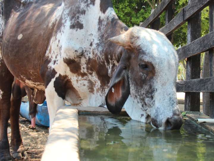 Más de 29 millones de bovinos y bufalinos protegidos en Colombia