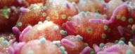 Parkinson's Link to Gut Bacteria Hints at an Unexpected, Simple Treatment