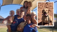 Geraldton family rallies to save golden lab Dozer from being put down, questions dangerous dog declaration