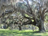 Fight Over St. Simons Wetland Continues