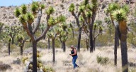 California approves an unprecedented plan to protect Joshua trees from climate change threats
