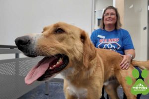 This ‘sweet, well-behaved’ mixed breed dog is our Pet of the Week