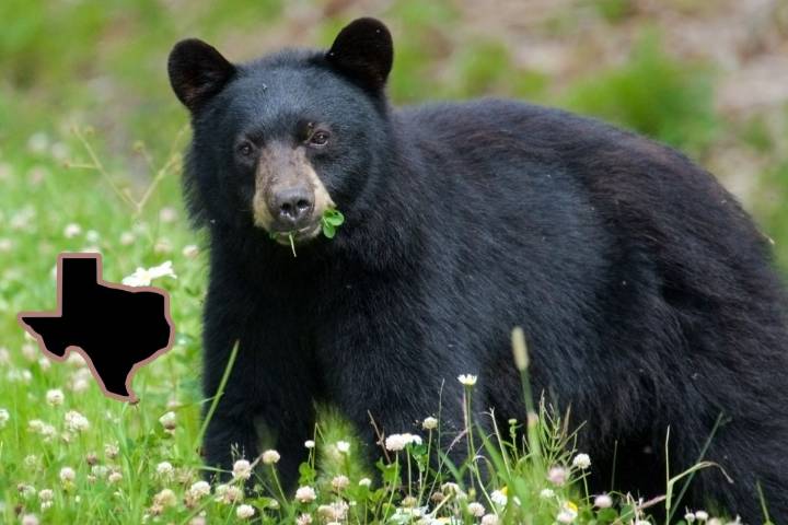 TPWD Confirms Rare Black Bear Sightings Across East Texas