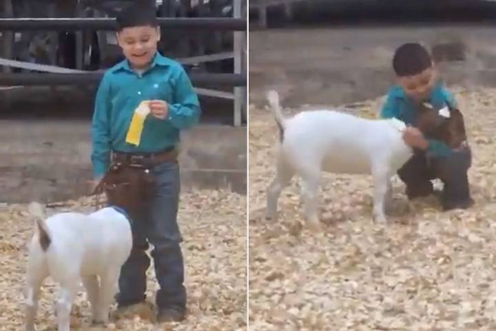 5-Year-Old Boy’s Reaction to Landing 4th Place in Goat Show Goes Viral