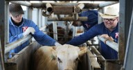 U.S. to build a fly factory in Texas to stop a parasite