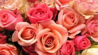 Floral shop to hold grand opening in Stuyvesant Plaza