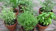 Las plantas que muchas abuelas tenían en su jardín y esconden increíbles beneficios para tu salud: cómo cultivarlas