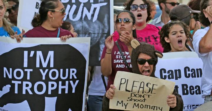Florida's first black bear hunt in a decade approved despite strong opposition