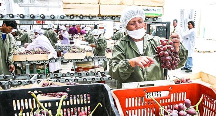 Ecuador otra vez “cierra la puerta” a la uva peruana, ¿por qué duró tan poco la reciente reapertura?