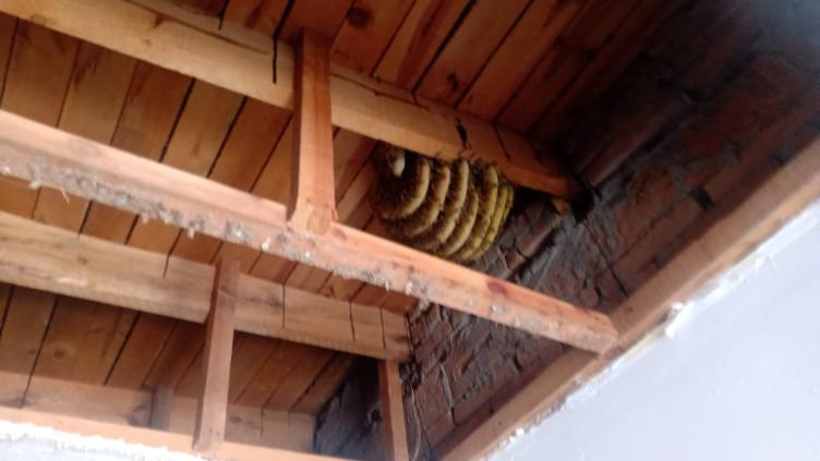 ¡Cuidado, no los destruyas! Así puedes reportar un panal de abejas