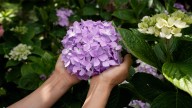 How To Revive Dying Hydrangeas So They're Healthier Than Ever
