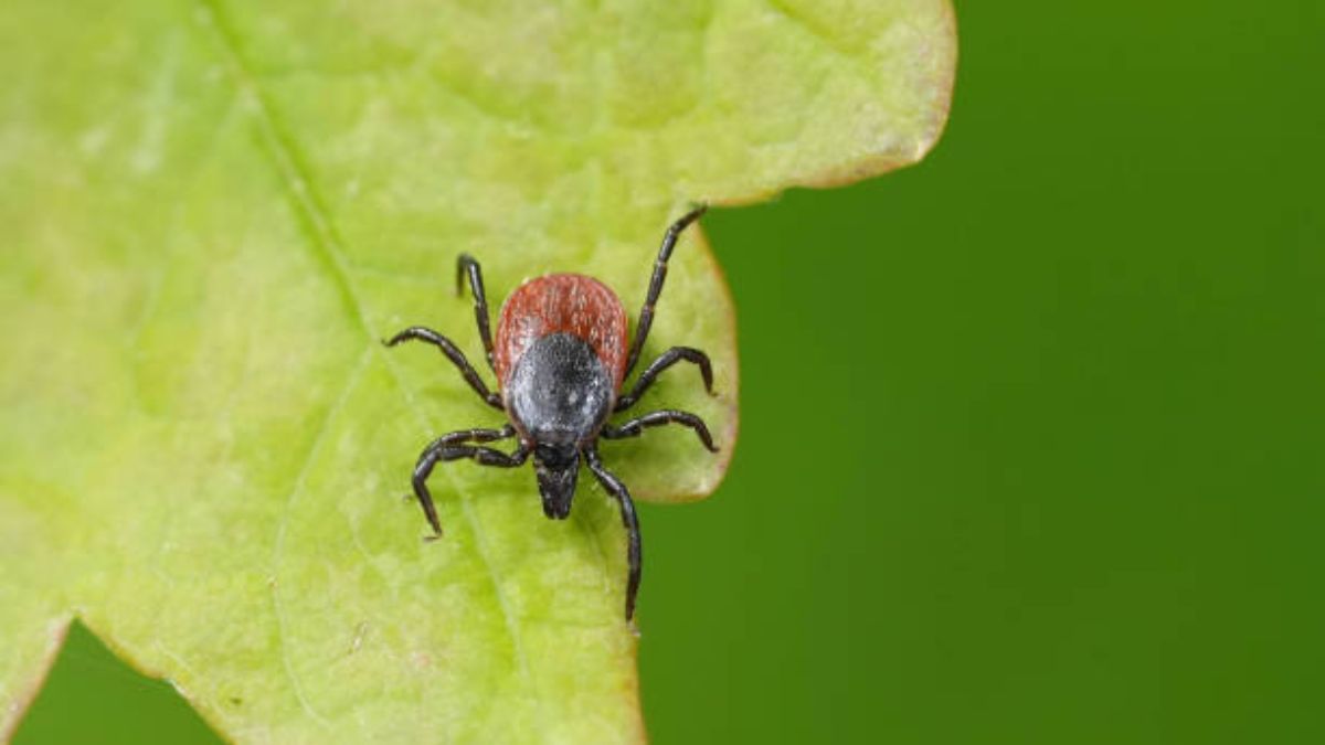 Qué tan potente es la tierra de diatomeas para eliminar garrapatas de casa, según expertos