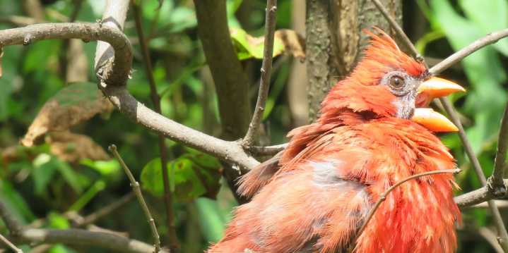 Central Park Birding Report: Pardon my Appearance, I’m Molting