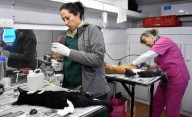 La unidad móvil de castraciones pasó por el barrio San José de Trelew