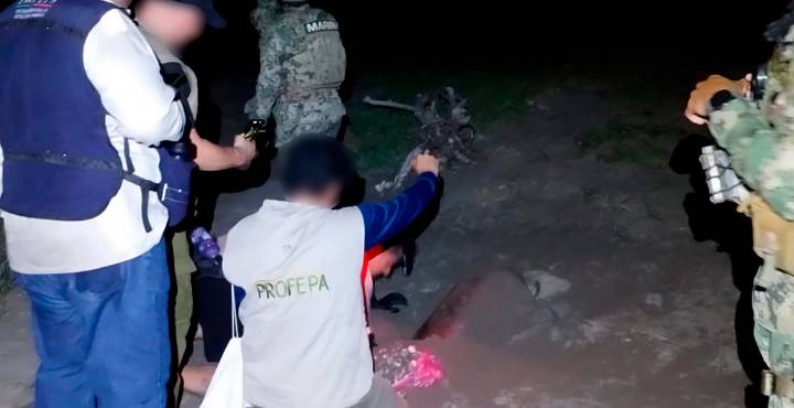 Profepa protege tortugas marinas en Lázaro Cárdenas; recupera nidos saqueados