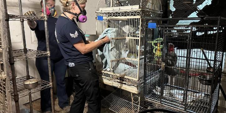Nearly 20 animals rescued from ‘filthy, trash