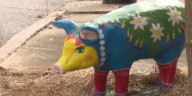 Painted pig ‘Murtis’ becomes newest attraction at Kinston Farmers Market