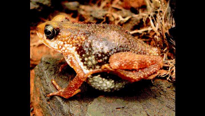 The Nimba Toad Is The Only Truly Viviparous Anuran In The World, Meaning It Gives Birth To Live Young