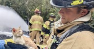Homeless camp fire extinguished, slightly burned kitten safely rescued