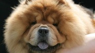 ¿Tu perro pierde mucho pelo? 5 razas con muda intensa y cinco que apenas sueltan pelo