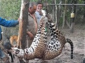 Dos años de prisión efectiva para los cazadores del yaguareté en Formosa