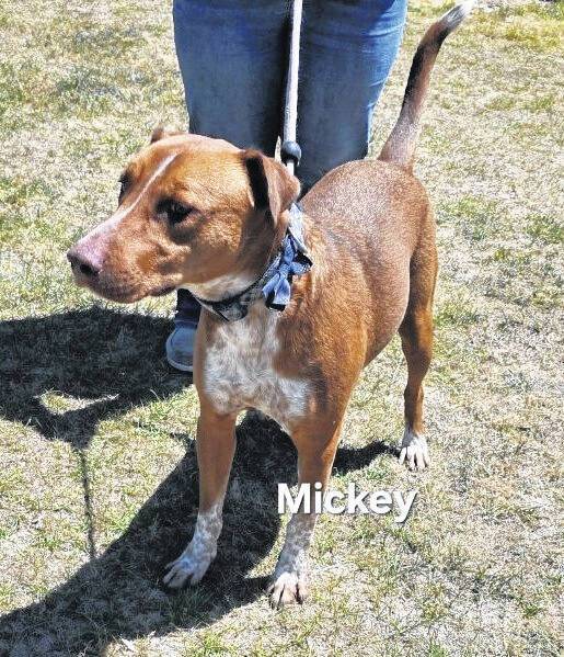 Pet of the Week