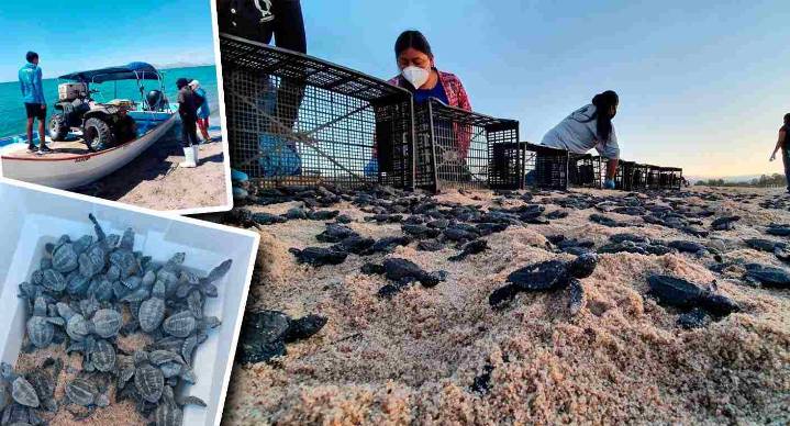 Pide apoyo grupo tortuguero comcáac del Desemboque para continuar con trabajos de protección de tortuga golfina