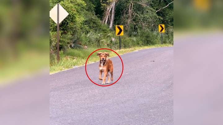 Texas Woman Takes Detour, Only To Be Shocked By The Furry Animal She Finds On The Road