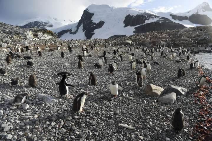 Record Krill Catch Prompts Early End to Fishing Season in Antarctica and Growing Calls to Protect its Fragile Ecosystems