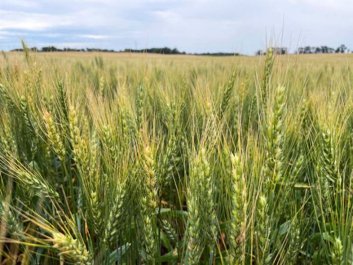 In niche wheat futures market, rebooted legacy contract fends off new offering from giant rival