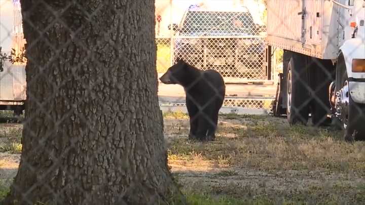 Florida’s first black bear hunt in a decade approved despite strong opposition