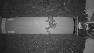 Oregon's newest wildlife crossing is latest in a growing movement
