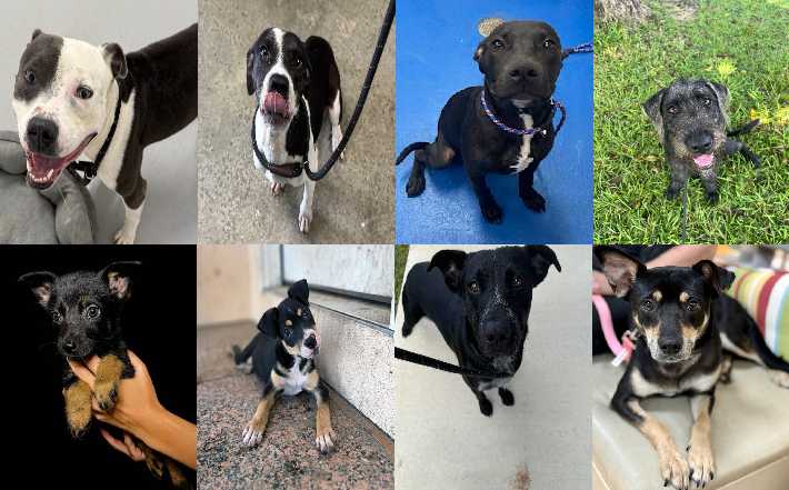 Midlands Pup Shots! August 20