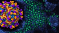 COVID-19 "Vaccine Alternative" Based On Monoclonal Antibodies May Be On A Fast