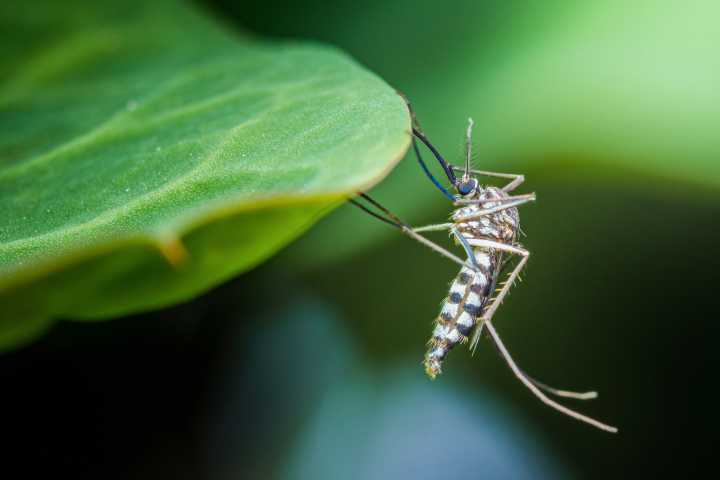 As Chikungunya Spreads Worldwide, FDA Halts Use of U.S.