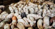 Asda and Tesco pull pork from 'Red Tractor' supplier after allegations