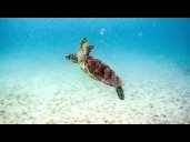 Ocean heat and global sea level hit new records last year, report finds