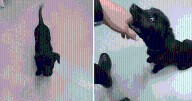 Hombre abandona a su perro en el aeropuerto porque no dejaron subirlo al avión y es arrestado por maltrato en Brasil