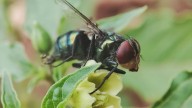 Gov. Abbott announces $750M New World Screwworm protection facility