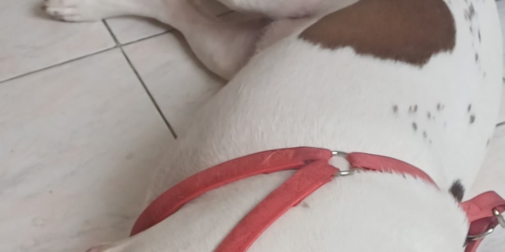 Carnicero acusó a un perro de robarle cinco libras de carne y por eso lo apuñaló: familia clama justicia