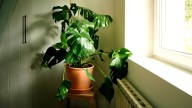 Hack Your Monstera Plant To Make Its Own Support System