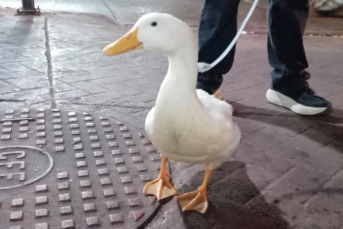 Causa sensación un pato en recorrido en Ensenada